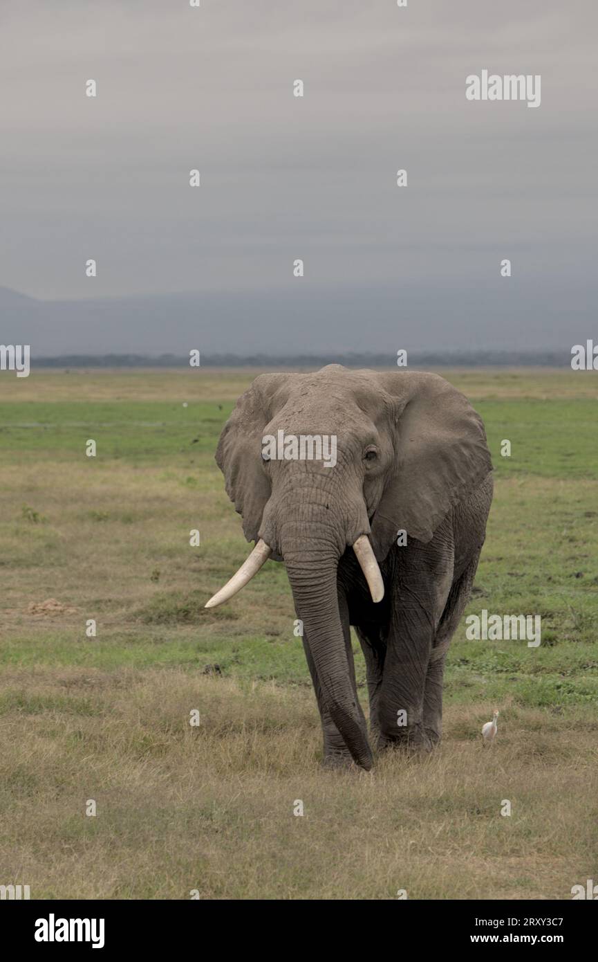 Toro di elefante solitario che cammina sulla prateria verso la macchina fotografica, guardando dentro, nel parco nazionale di Amboseli, Kenya, Africa Foto Stock