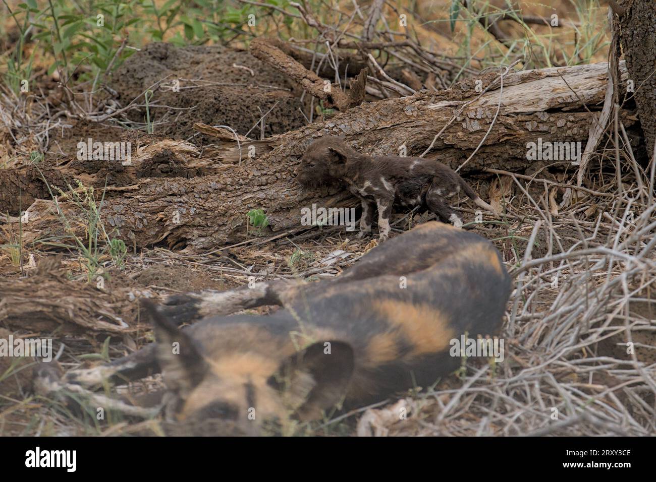 Cucciolo di cane selvatico africano appena nato che strisciava dietro la sua mamma giace a Tsavo West Nationalpark, Kenya, Africa Foto Stock