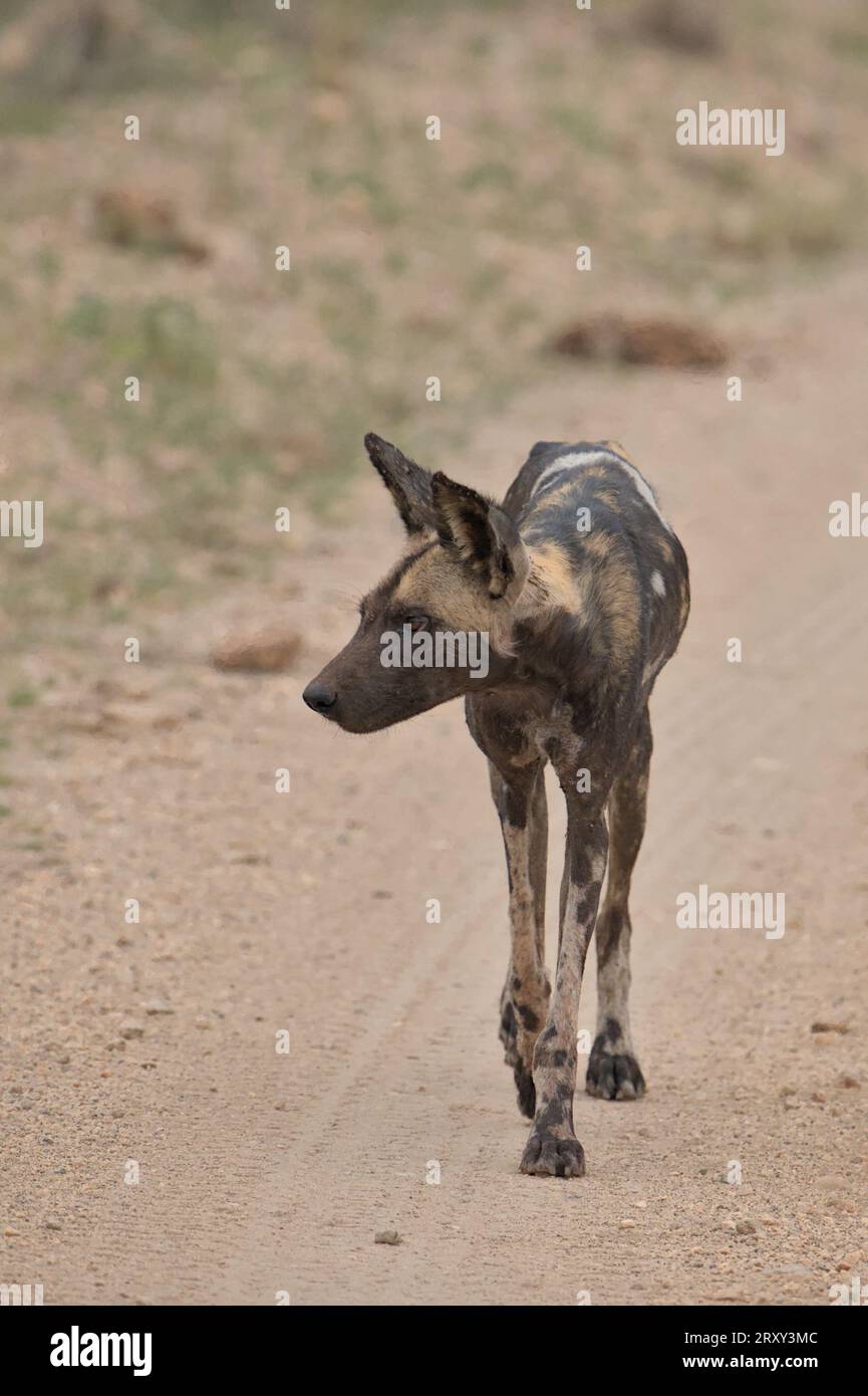 Wild Dog africano adulto che cammina lungo la strada verso la macchina fotografica, guardando da parte, Tsavo West, Kenya, Africa Foto Stock