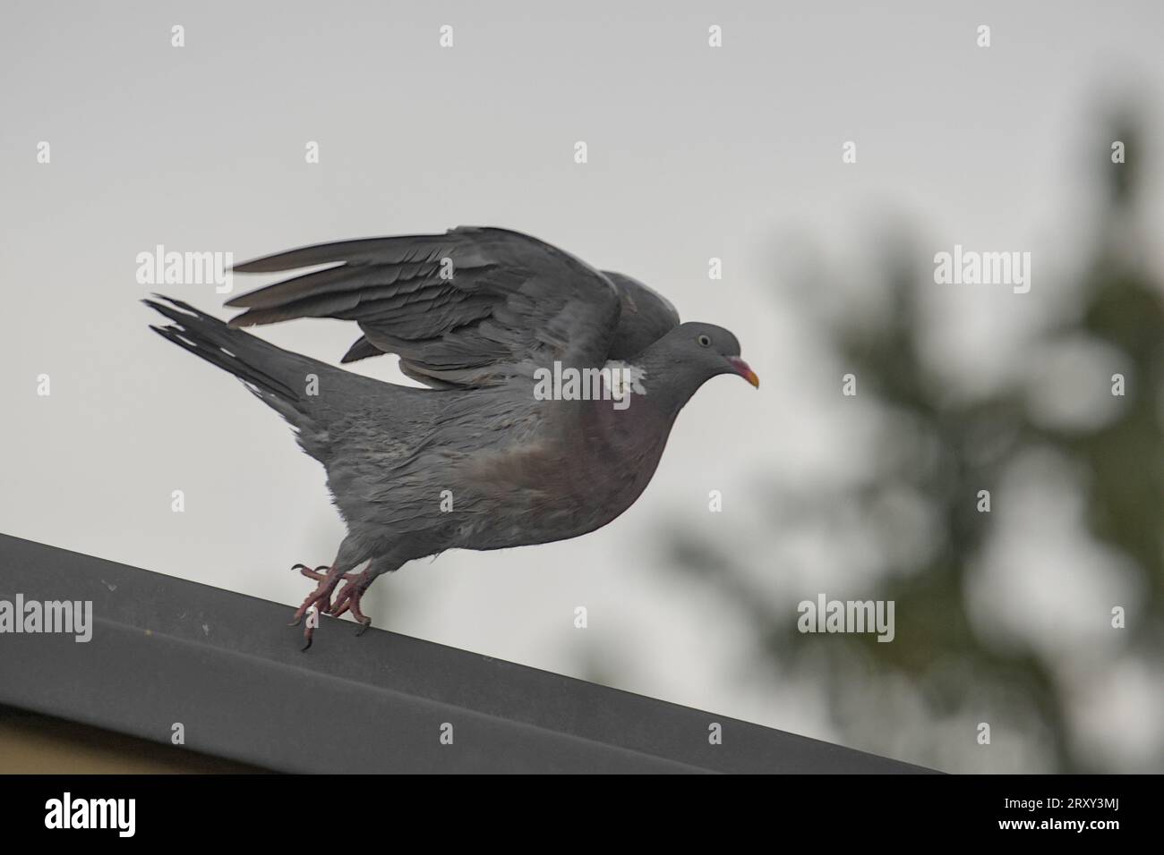 pigeon sta per iniziare il volo dal tetto nell'area urbana, grande città di Amburgo, con piume che si arrugginiscono dopo essersi preso cura del suo piumaggio Foto Stock