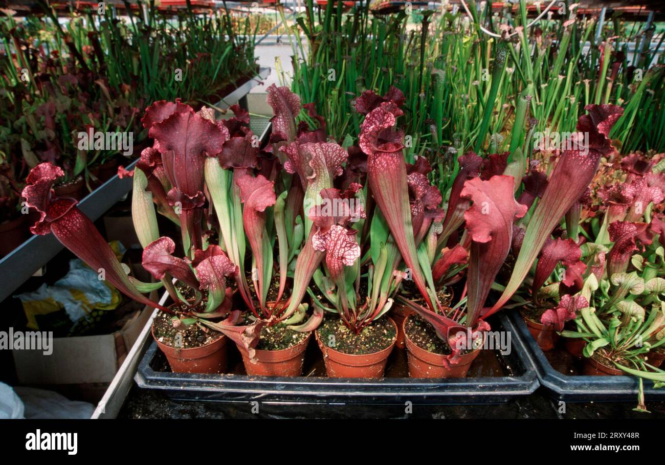 Caraffa, caraffa, Nord America (North america), caraffa (Sarracenia) ceae, piante, piante carnivore, piante carnivore Foto Stock