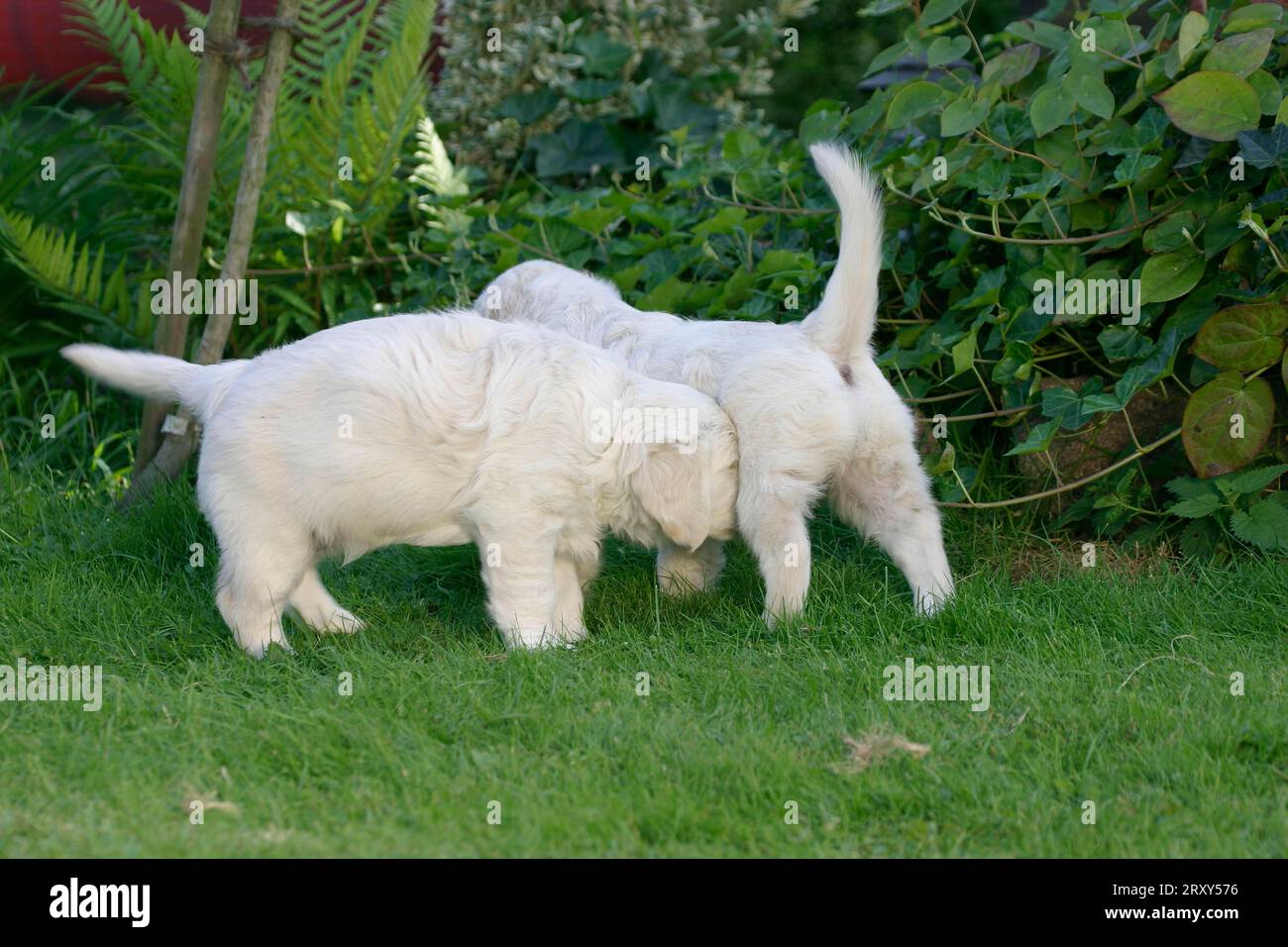 Golden Retriever, cuccioli, 7 settimane, cuccioli, 7 settimane, mammiferi, mammiferi, animali domestici, cani domestici, animali domestici, animali domestici, all'aperto, gattino, giovane Foto Stock