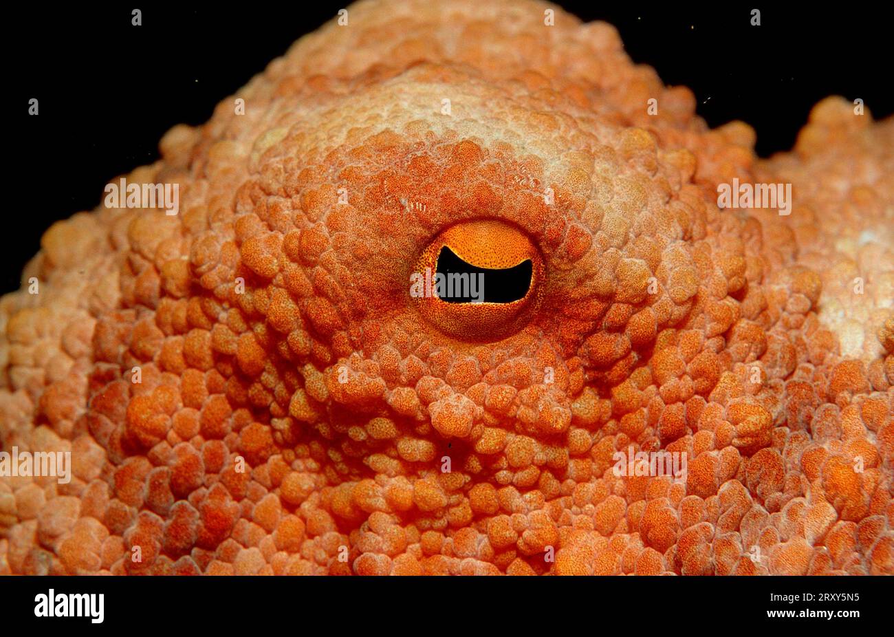 Polpo comune europeo, occhio, Croazia (Octopus vulgaris) Foto Stock