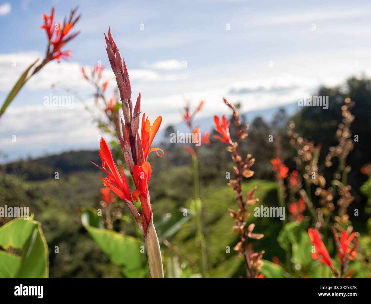 Pianta Red Indian shot completamente fiorita contro il paesaggio degli altopiani, catturata in una fattoria nelle montagne andine orientali della Colombia centrale. Foto Stock