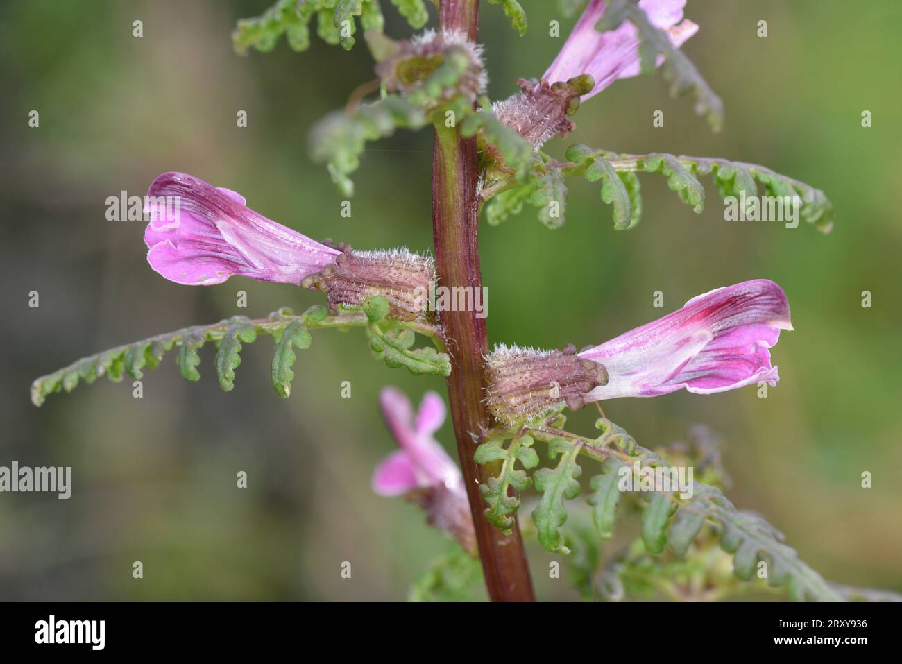 Marsh Lousewort - Pedicularis palustris Foto Stock