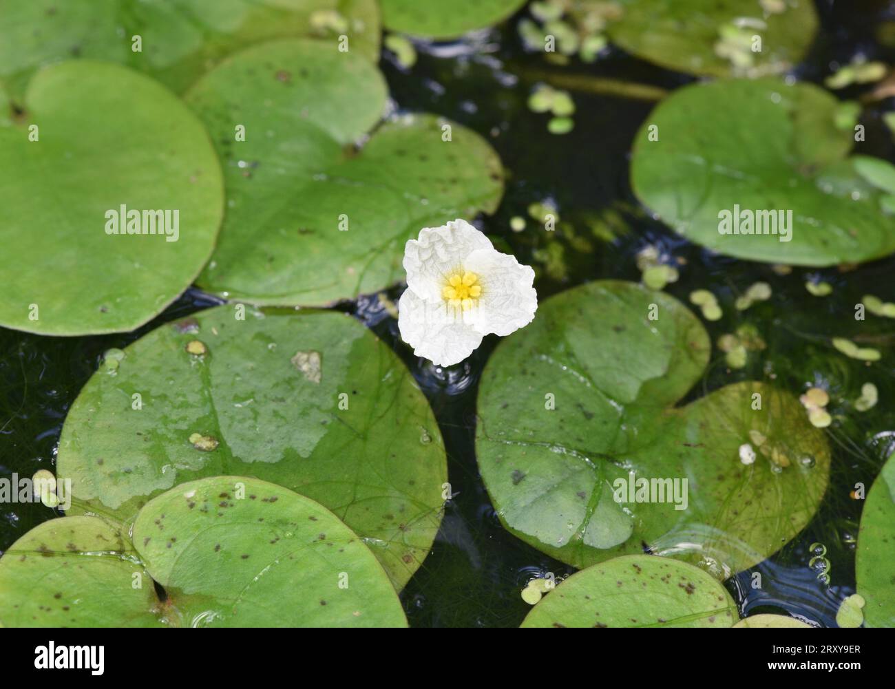 Frogbit - Hydrocharis morsus-ranae Foto Stock