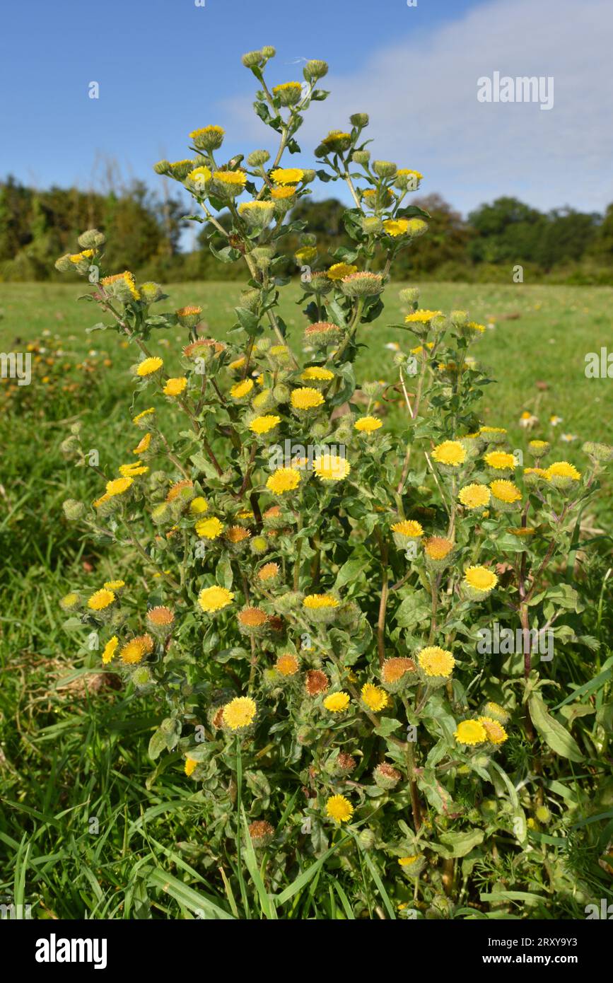 Piccolo - Fleabane Pulicaria vulgaris Foto Stock