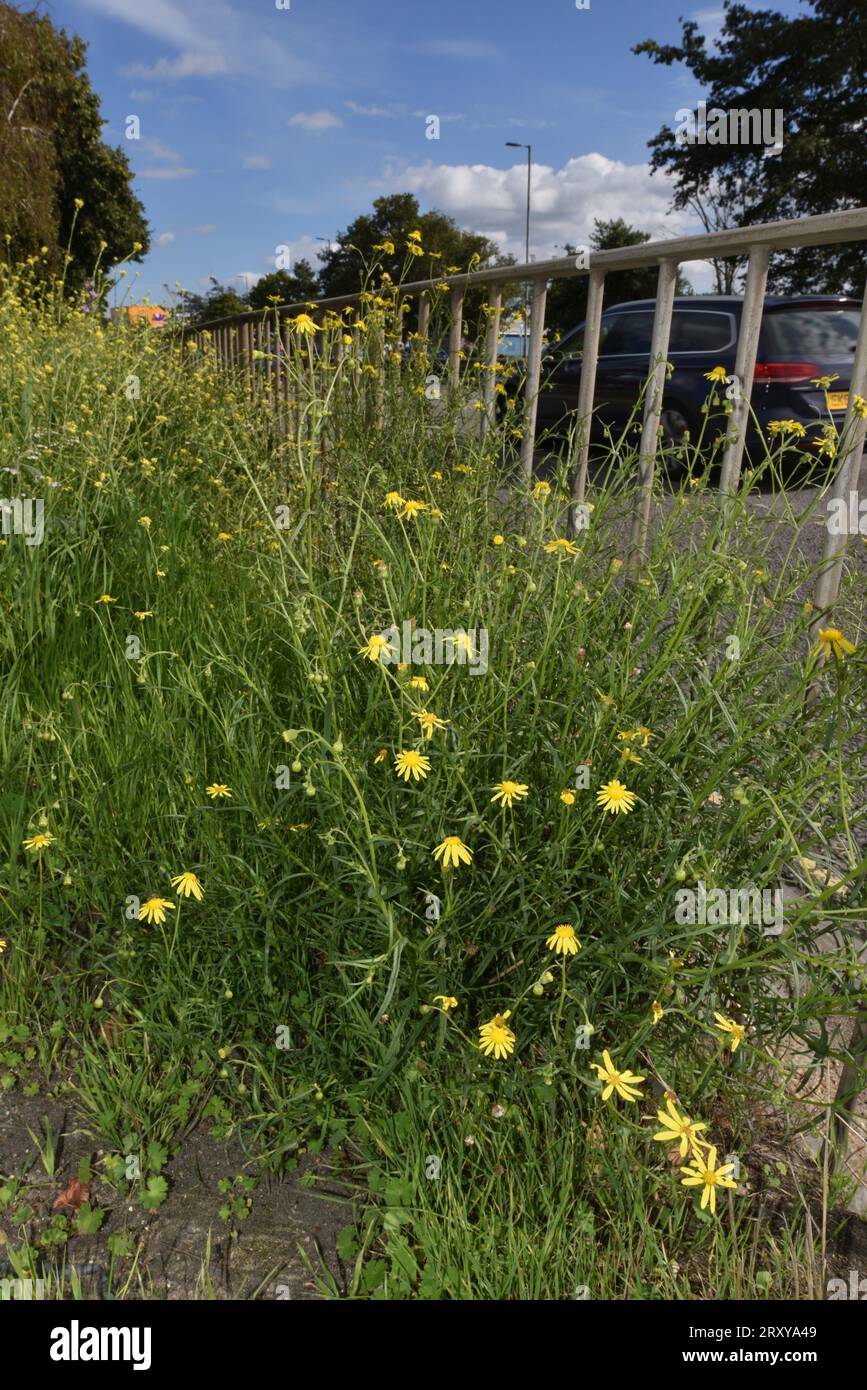 Ragwort a foglie strette - Senecio inaequidens Foto Stock