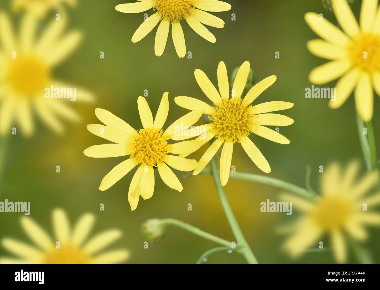 Ragwort a foglie strette - Senecio inaequidens Foto Stock
