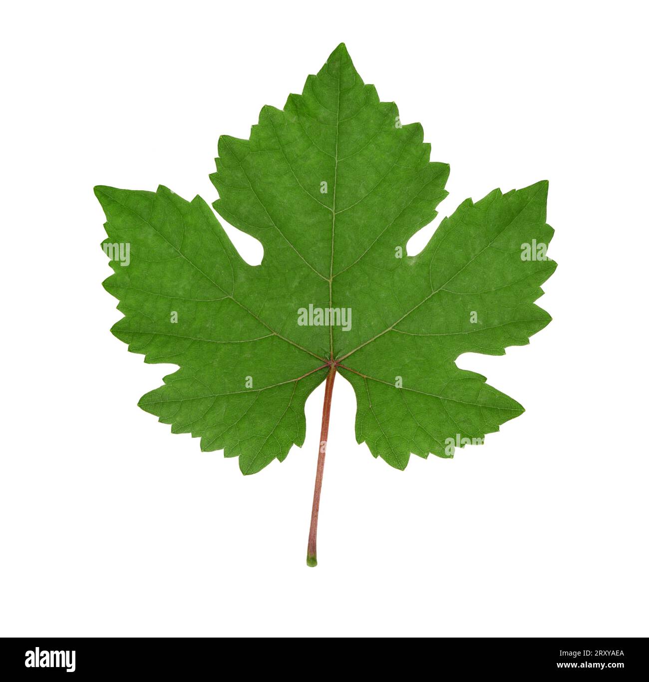 Vite-uva - Vitis vinifera Foto Stock
