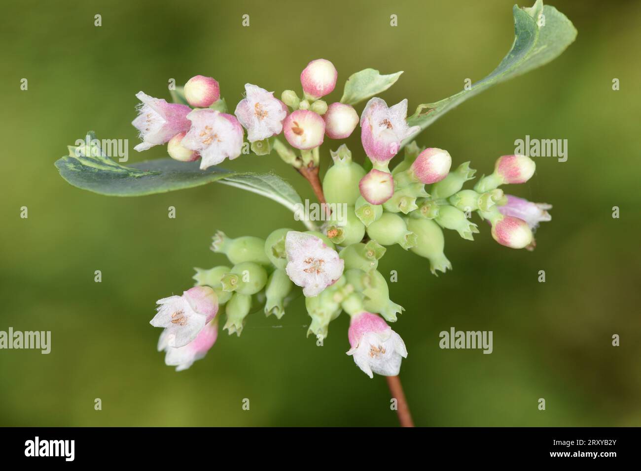 Snowberry - Symphoricarpos albus Foto Stock