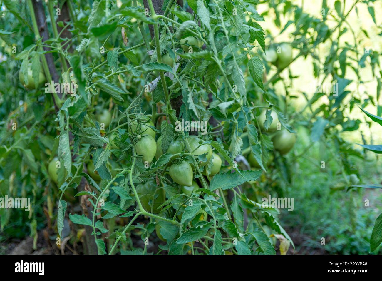 I pomodori verdi giovani appesi alla pianta di pomodoro in giardino il giorno d'estate e i pomodori sono coltivati con il metodo biologico. Concetto agricolo, primo piano Foto Stock