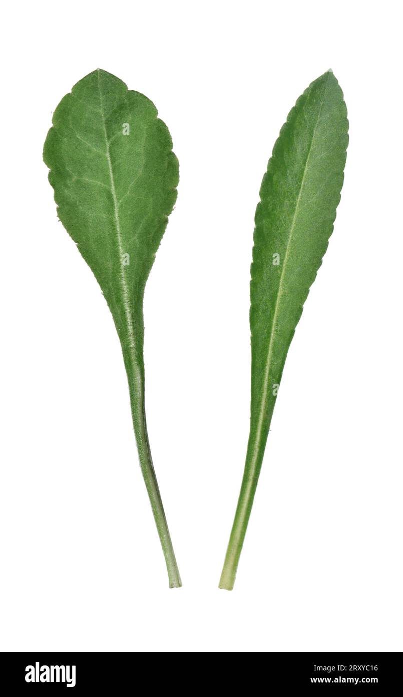 Bellflower lievitato di pesca - Campanula persicifolia Foto Stock