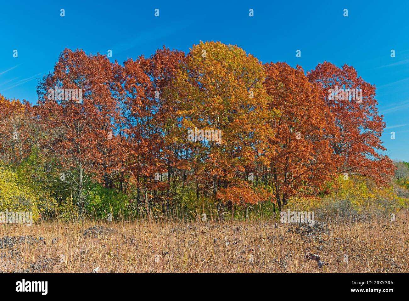 Tavolozza di colori nella foresta autunnale nella riserva naturale di Crab Tree in Illinois Foto Stock