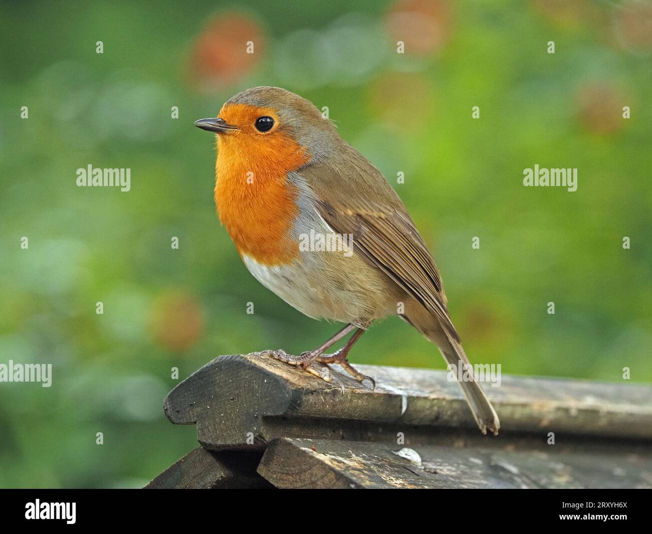 robin europeo dagli occhi luminosi (erithacus rubecula) o Robin redbreast con buone piume arroccato su una cresta di giardino in Cumbria, Inghilterra, Regno Unito Foto Stock