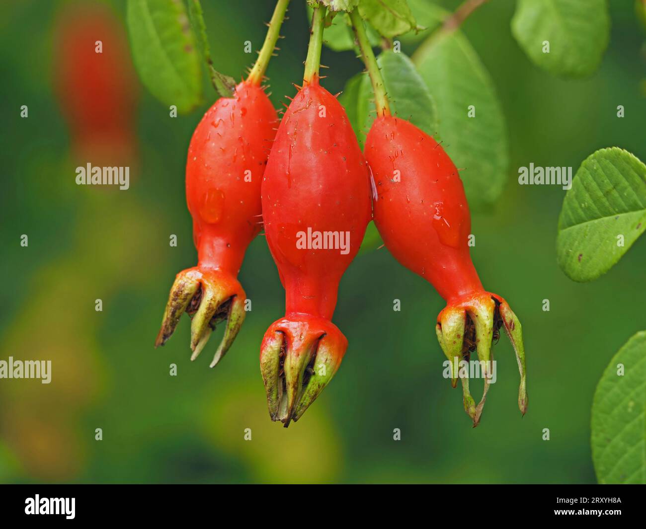 Rosa rosa allungata rossa brillante a forma di urna di Rosa moyesii su sfondo verde fresco di fogliame Foto Stock