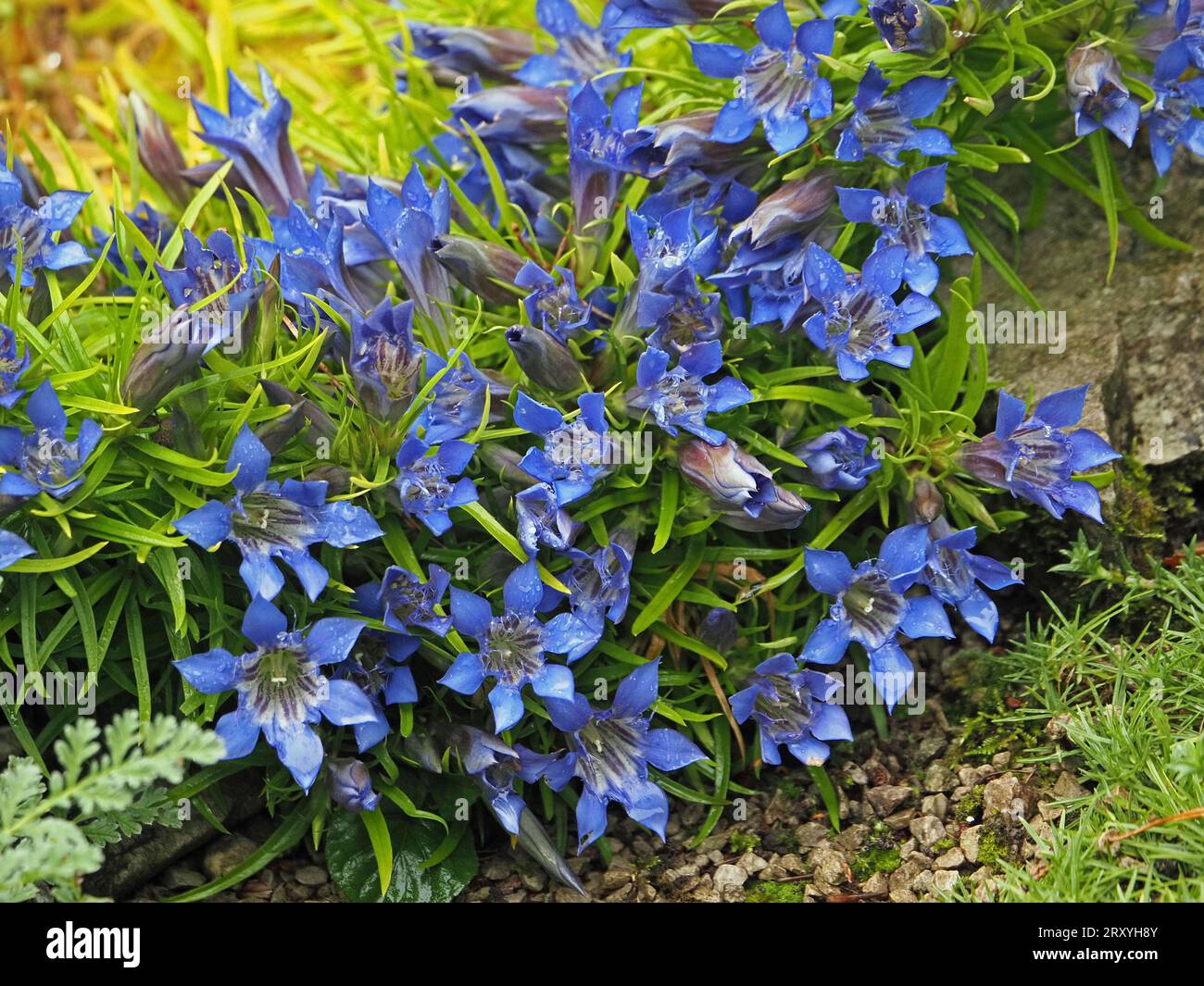 Fiori azzurri brillanti di specie genziane coltivate nel giardino Foto Stock
