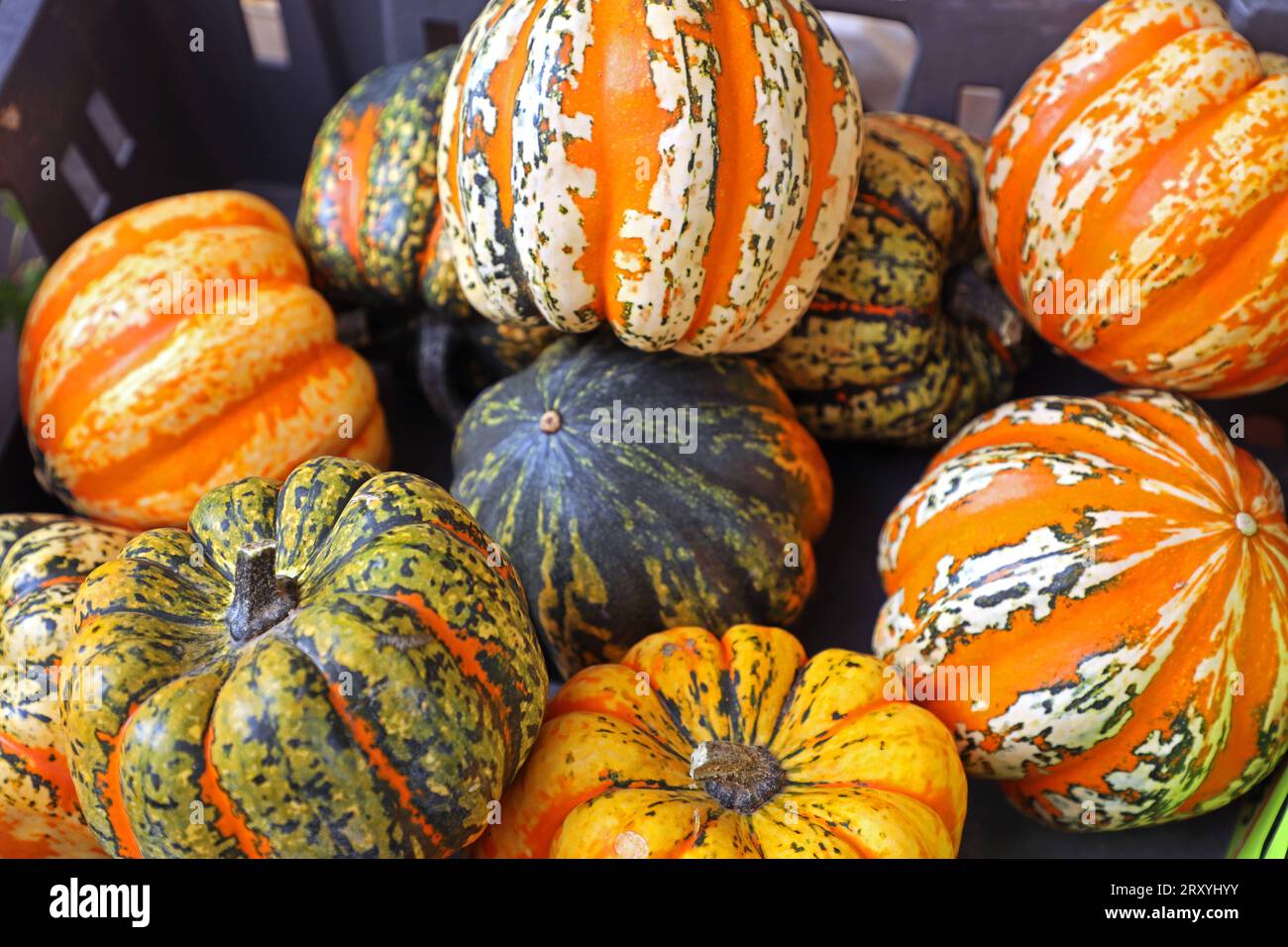 Herbstdekoration aus der Natur Zierkürbisse in verschiedenen Formen und Farben zur Dekoration im Herbst *** decorazione autunnale dalla natura zucche ornamentali di varie forme e colori per la decorazione in autunno Foto Stock