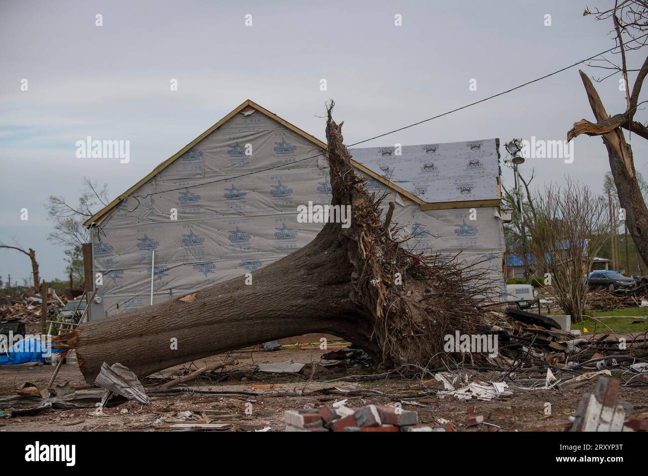 Rolling Fork, Stati Uniti d'America. 12 aprile 2023. Un enorme albero sradicato vicino a una casa distrutta in seguito a un tornado EF4 che ha attraversato il profondo sud, il 12 aprile 2023 a Rolling Fork, Mississippi. Il massiccio tornado ha distrutto la maggior parte di Rolling Fork, uccidendo 17 persone e ferendone almeno 165 il 24 marzo. Crediti: Lance Cheung/USDA Media/Alamy Live News Foto Stock