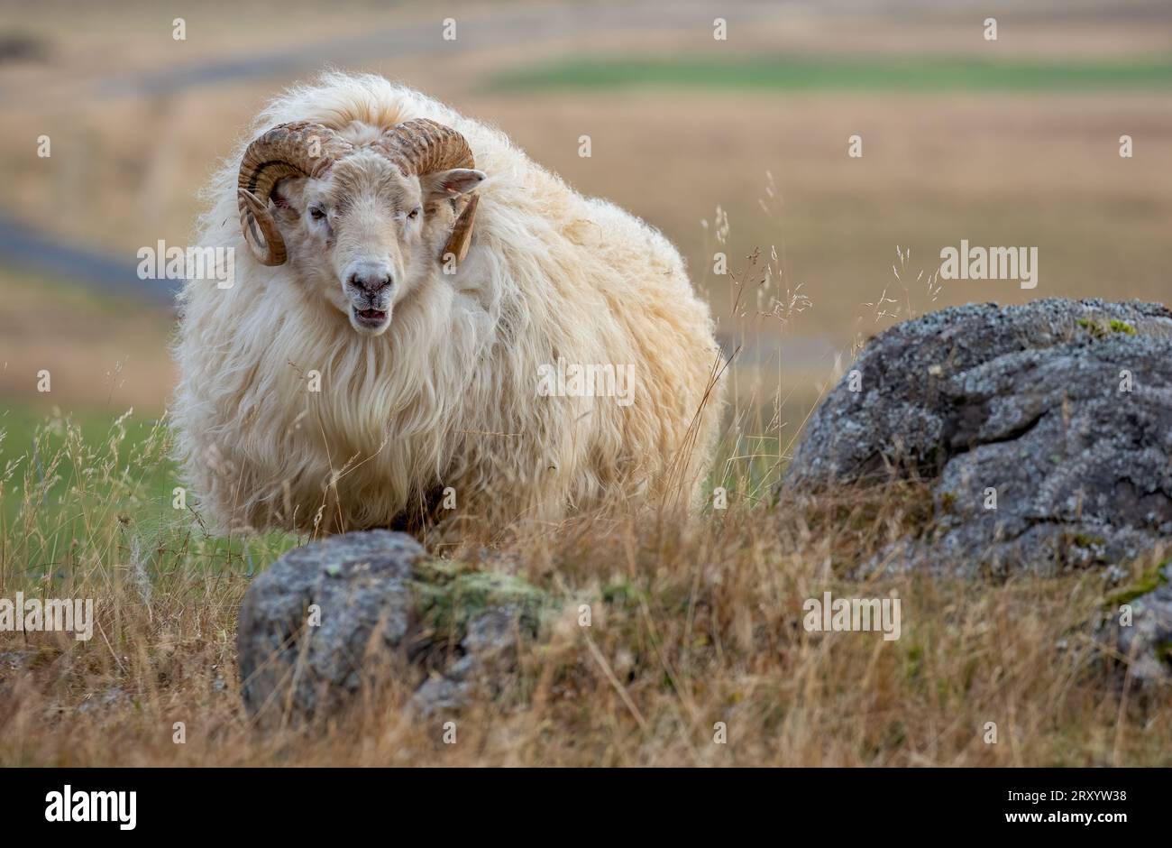 Le pecore islandesi sono allevate da mille anni in un ambiente molto duro. Sono di razza per la loro lana e la loro carne. Foto Stock