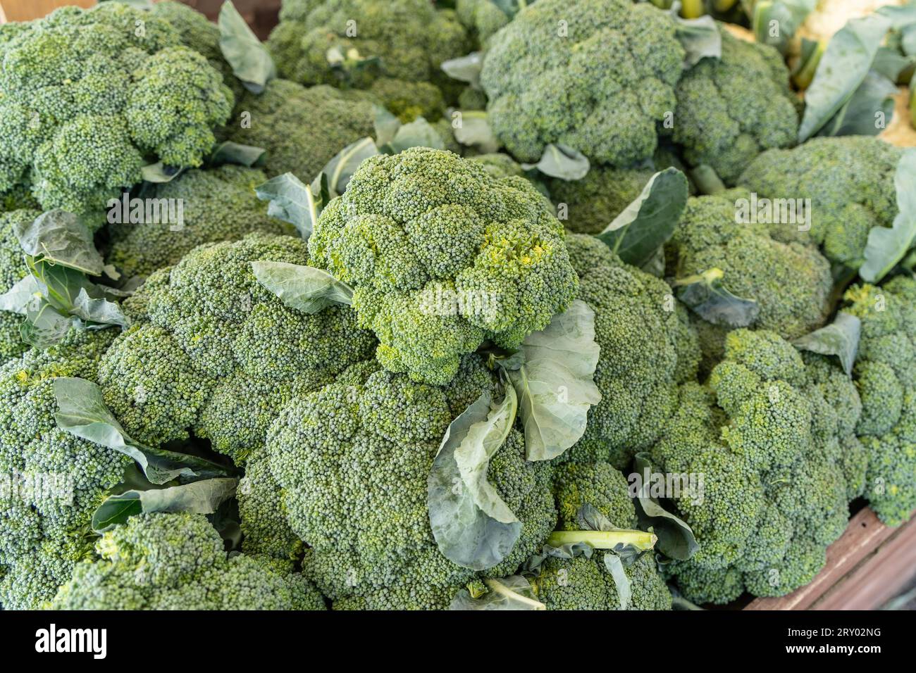 Broccoli freschi appena raccolti esposti al mercato agricolo locale della Pennsylvania rurale. Foto Stock