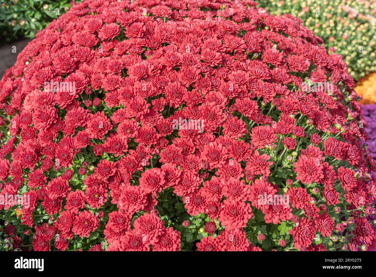 Mamme rosse brillanti in piena fioritura in vendita al Farmer's Market di Berks County, Pennsylvania. Foto Stock