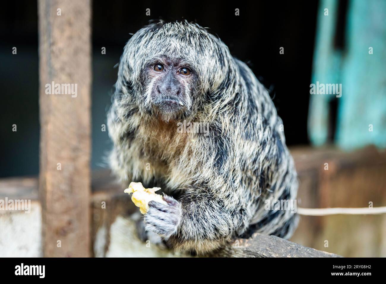 Ritratto di Grays scimmia amazzonica calva Saki che mangia banana Foto Stock