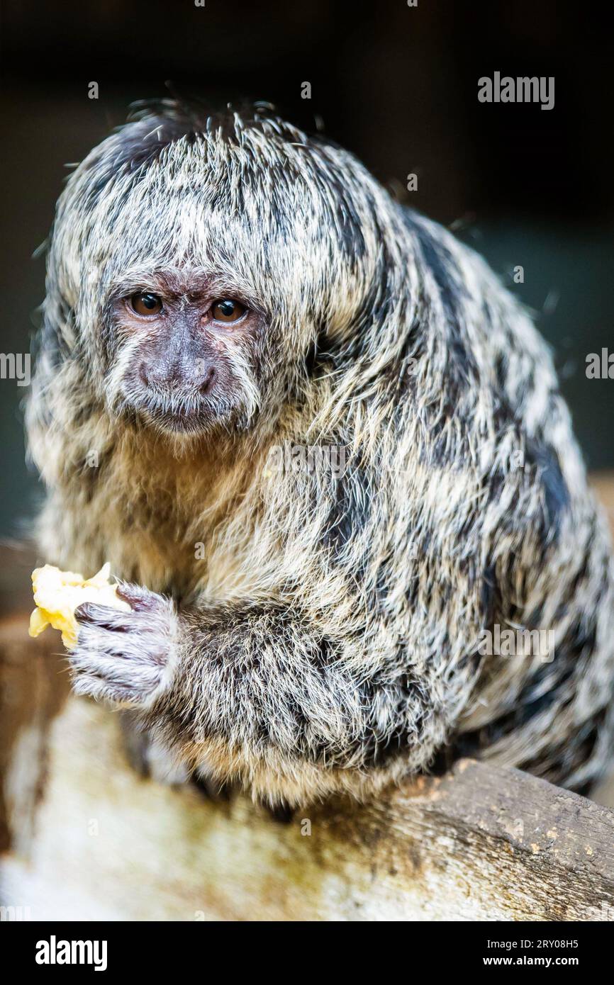 Ritratto di Grays scimmia amazzonica calva Saki che mangia banana Foto Stock
