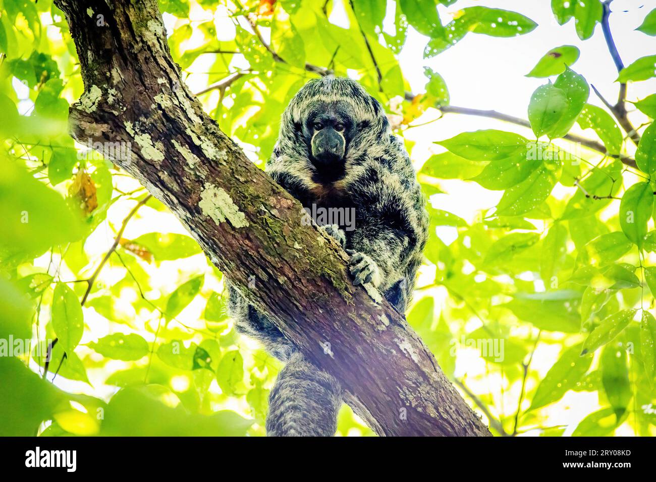 Ritratto di Grays scimmia amazzonica Saki dalla faccia calva nella giungla su un albero Foto Stock