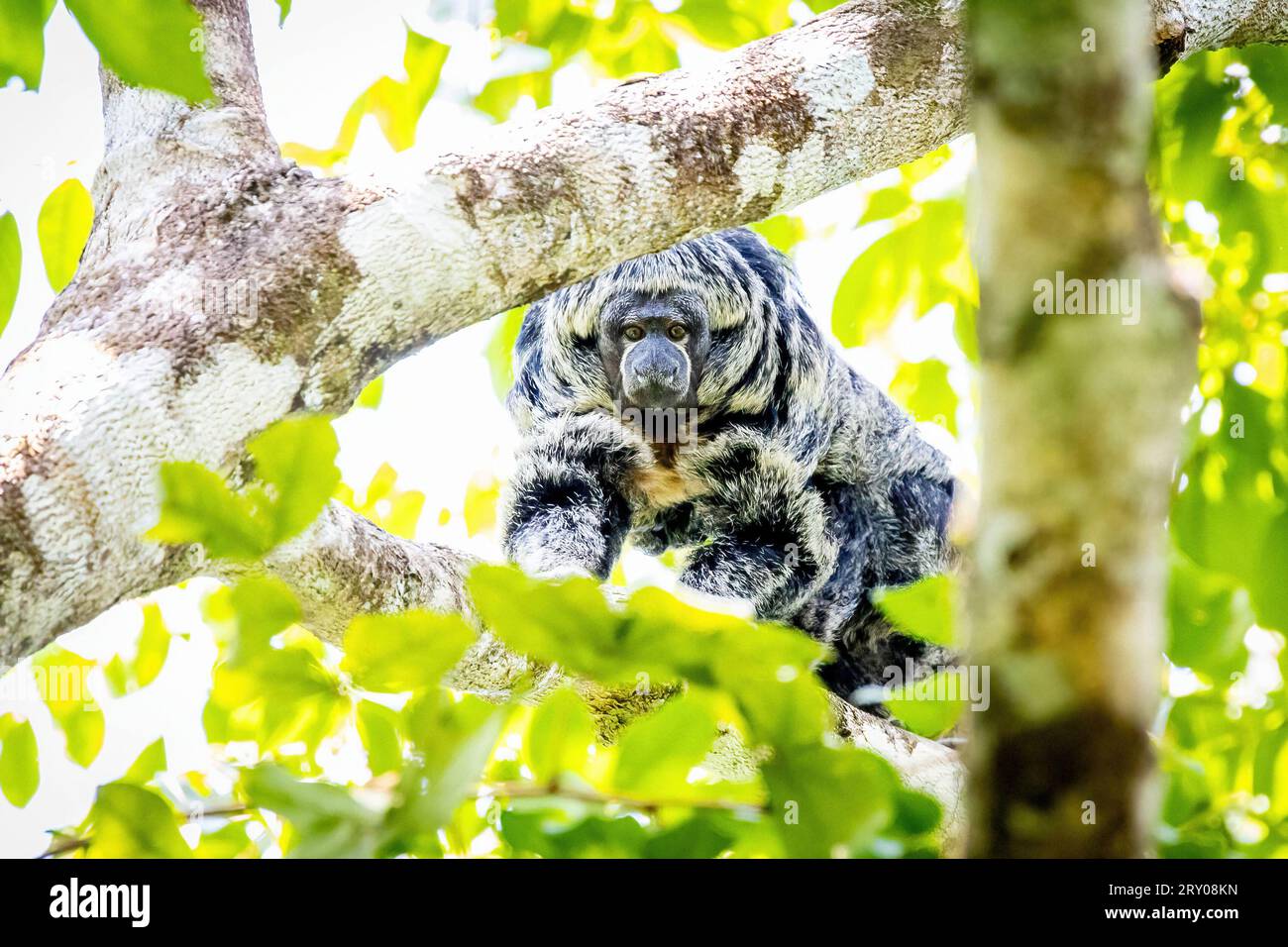 Ritratto di Grays scimmia amazzonica Saki dalla faccia calva nella giungla su un albero Foto Stock