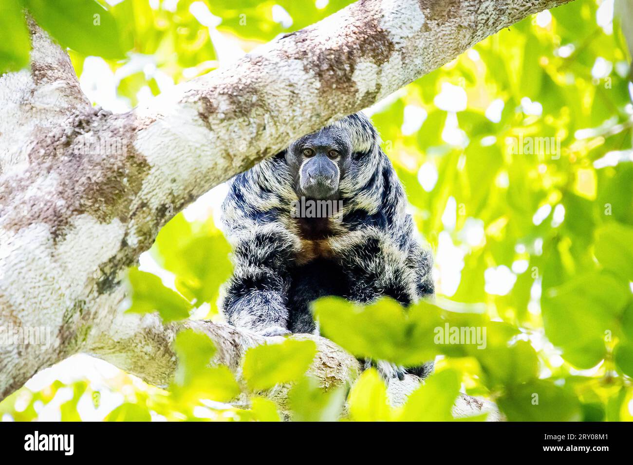 Ritratto di Grays scimmia amazzonica Saki dalla faccia calva nella giungla su un albero Foto Stock