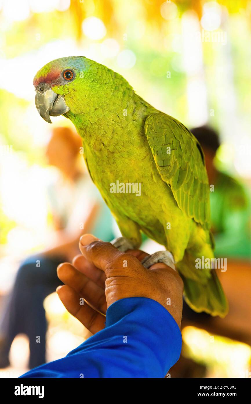 Primo piano sul bel ritratto di pappagallo verde amazon sulla mano Foto Stock