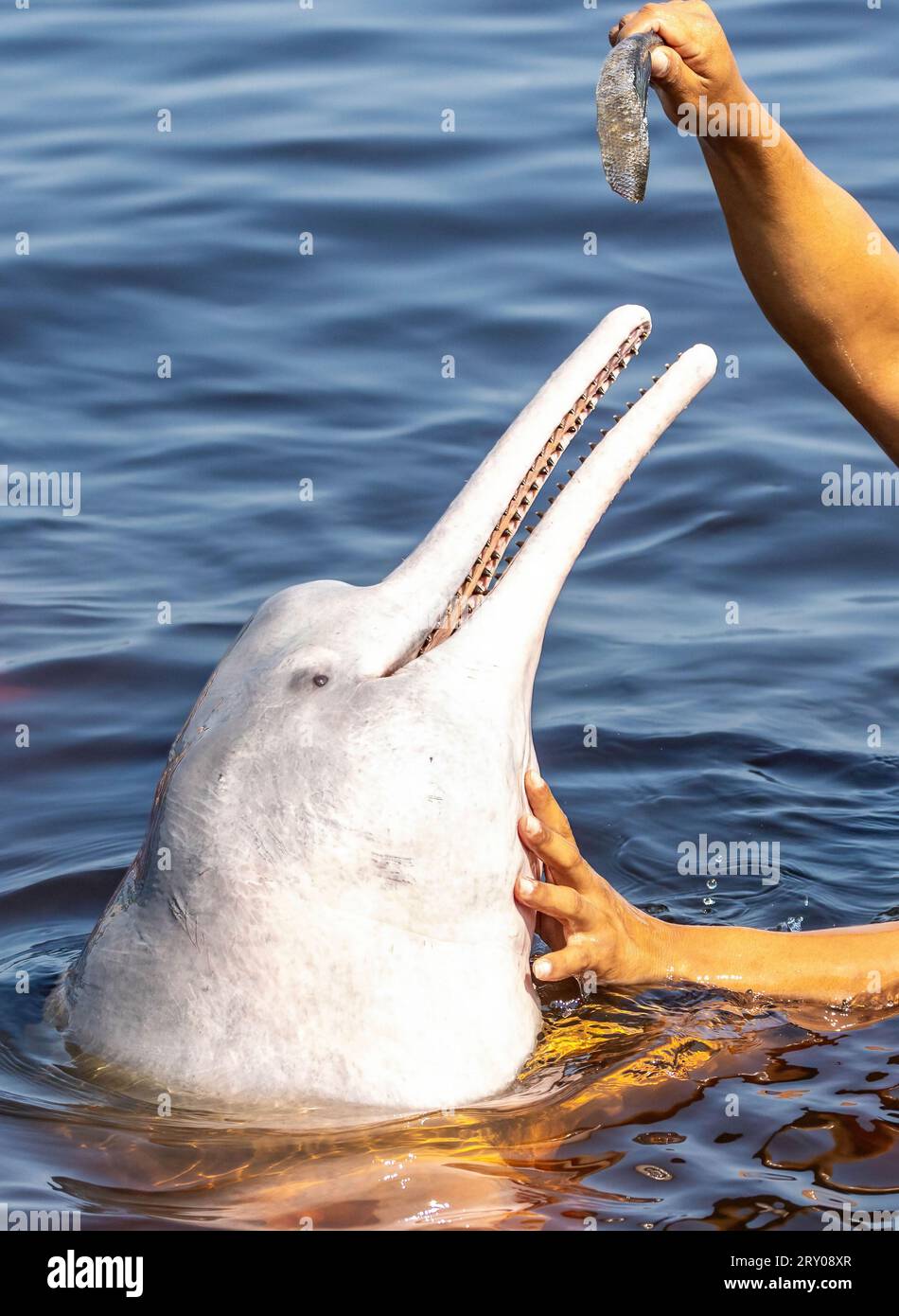 Dar da mangiare ai delfini del fiume Amazzonico ritratti ravvicinati nella natura selvaggia Foto Stock
