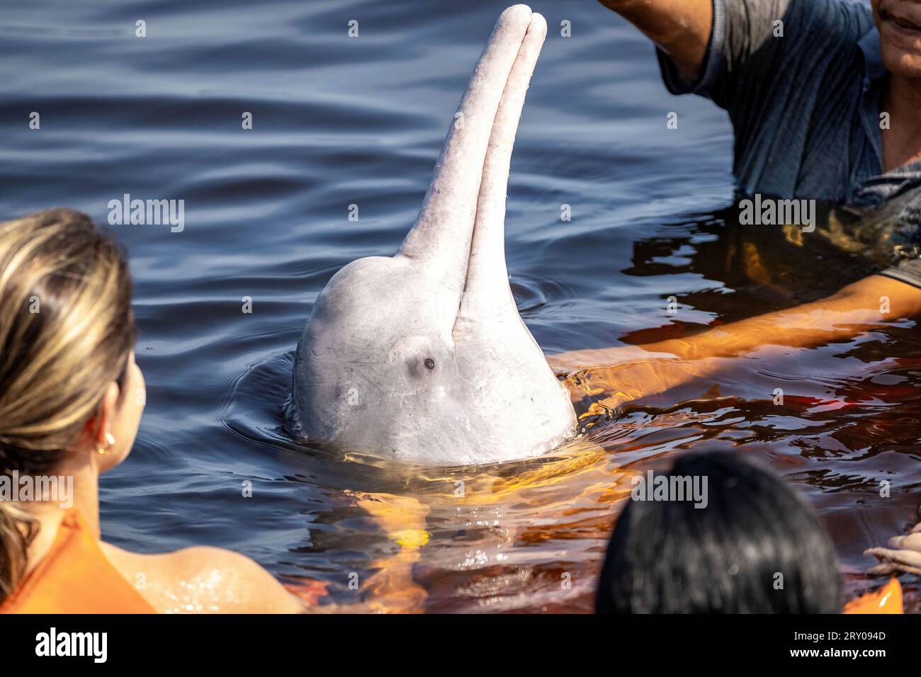 Attrazione turistica che dà da mangiare ai delfini di fiume e nuota con loro da vicino Foto Stock