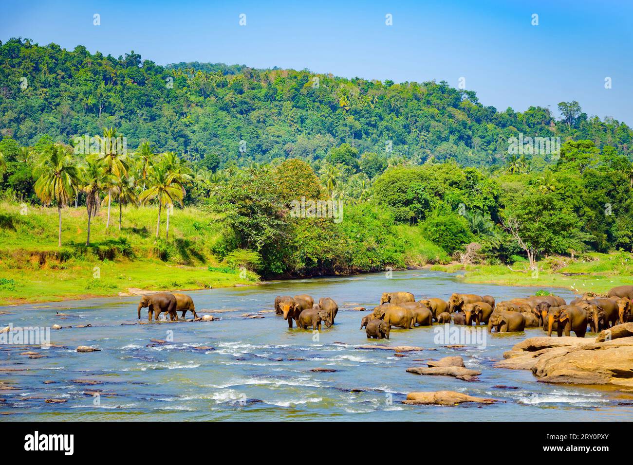 Mandria di elefanti all'irrigazione. Pinnawala Elephant Orphanage. Sri Lanka, Ceylon Foto Stock