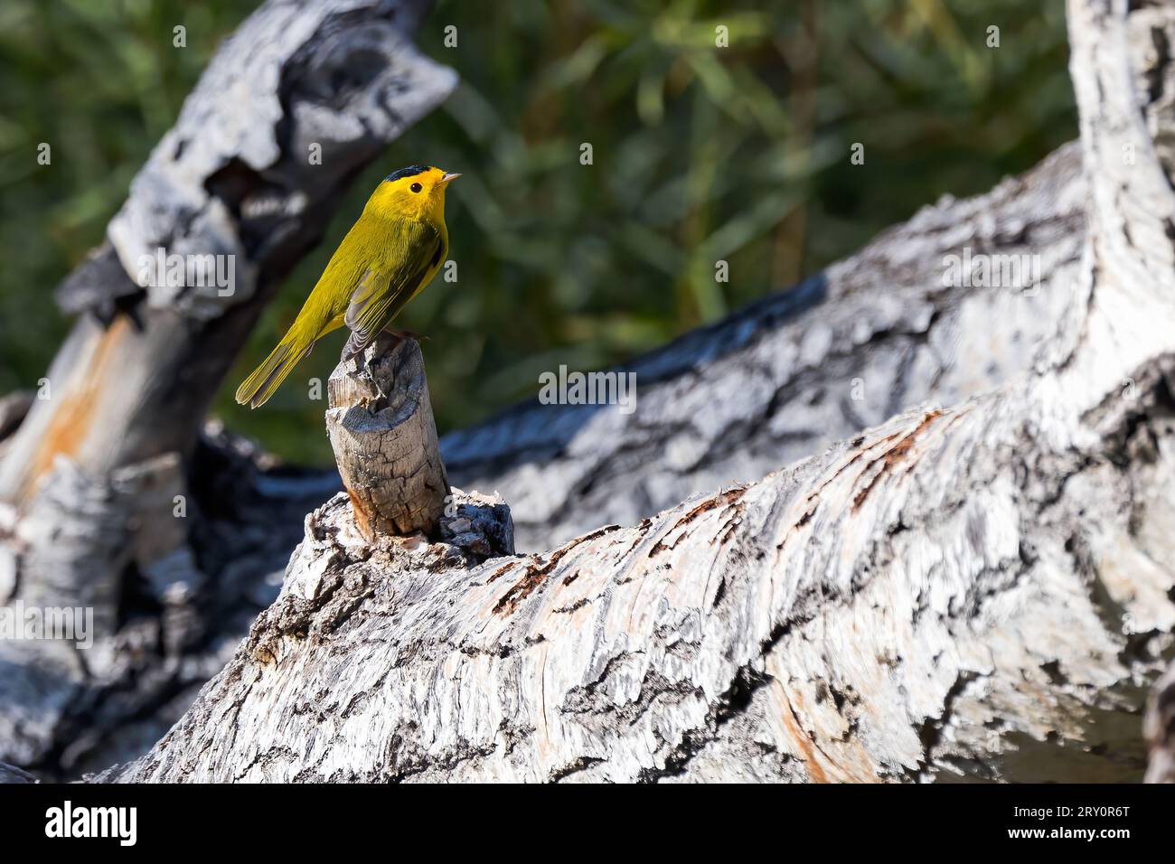 Un Wilson's Warbler si poggia su un tronco di Cottonwood Tree maledetto. Foto Stock