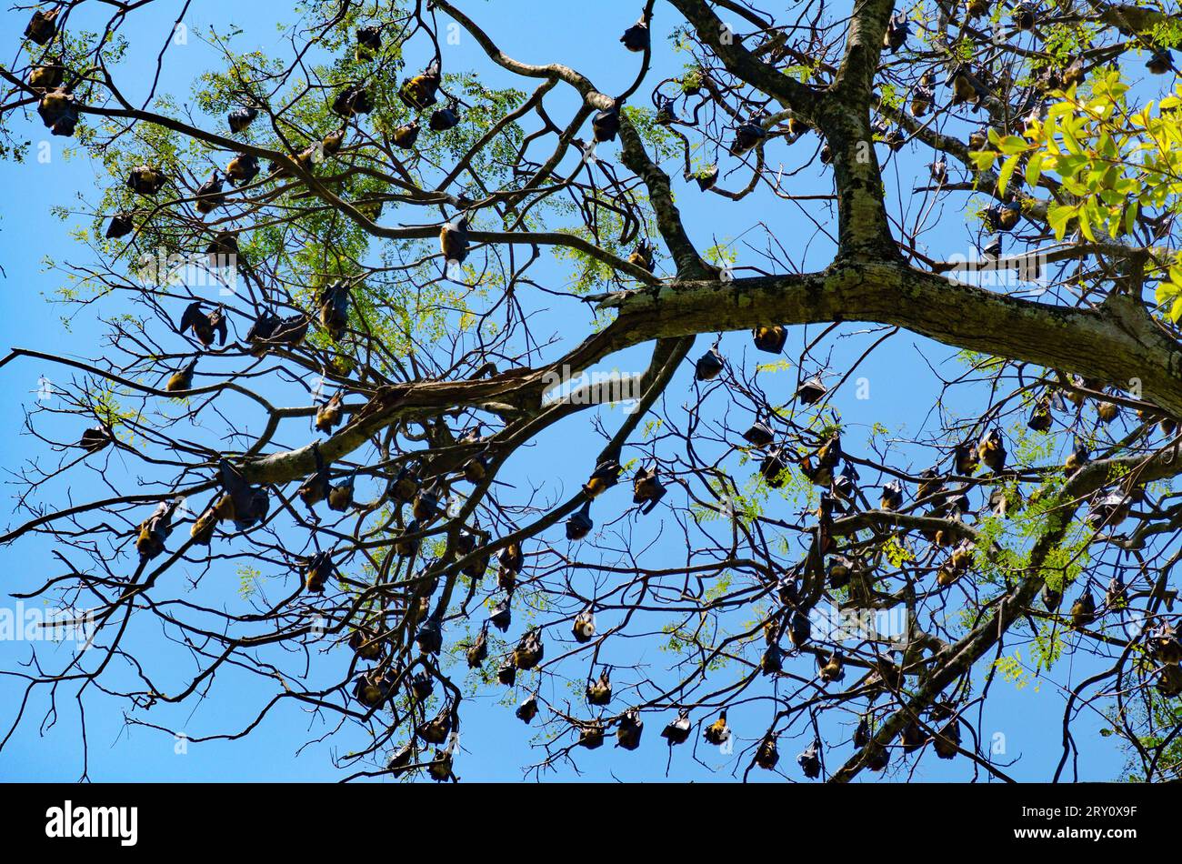 I pipistrelli su un albero. Giardino botanico reale. Sri Lanka (Ceylon) Foto Stock