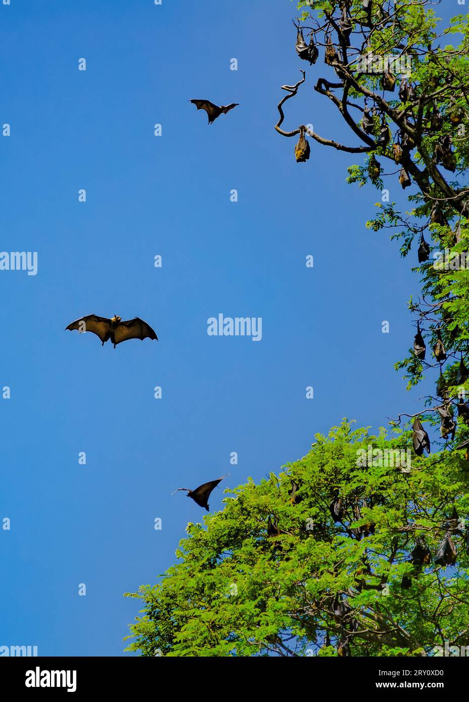 I pipistrelli che volano vicino agli alberi. Giardino botanico reale. Sri Lanka (Ceylon) Foto Stock