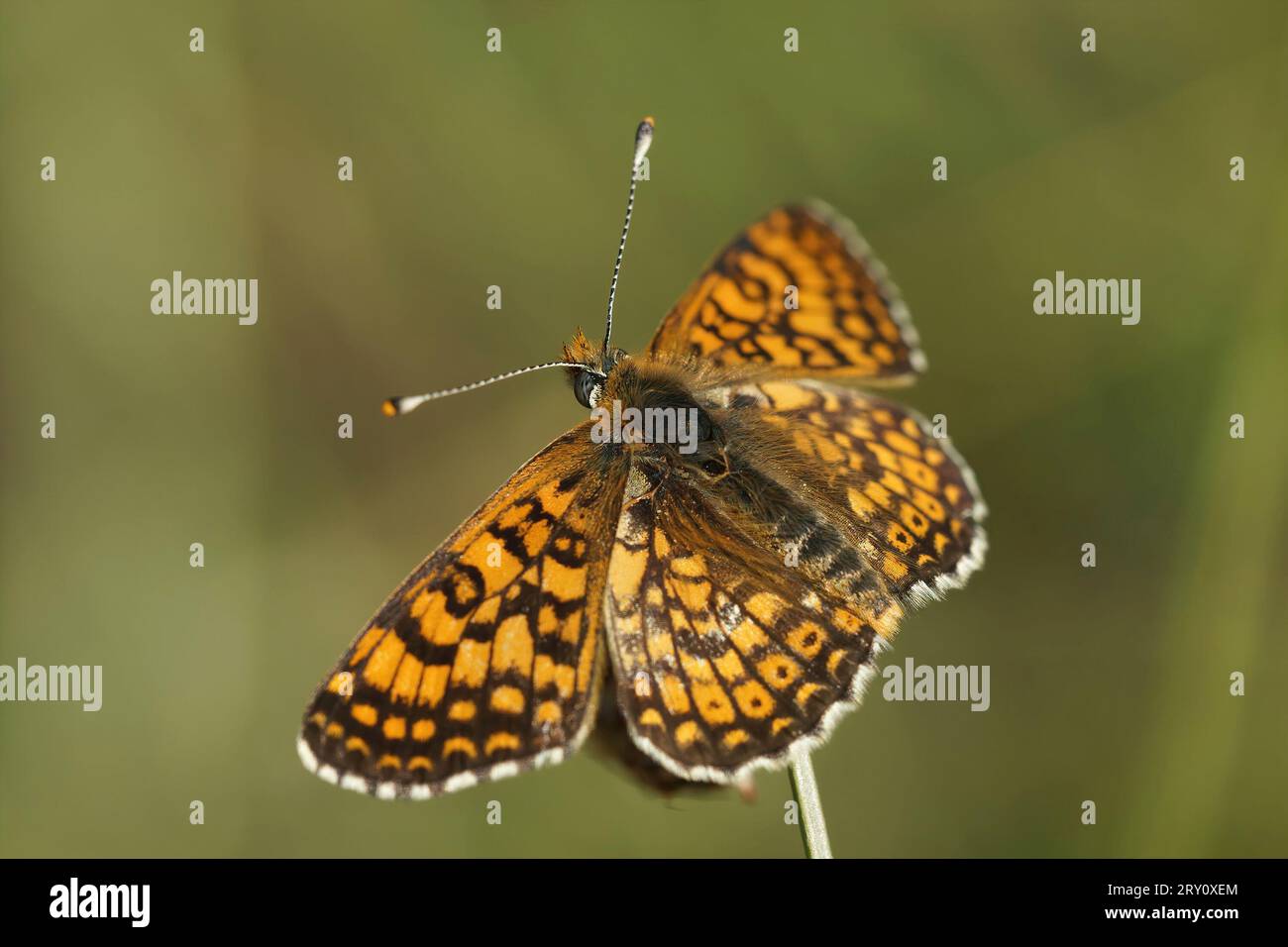 Primo piano dettagliato su una colorata Fritillary di Glanville Mediterranea, Melitaea cinxia con ali aperte Foto Stock