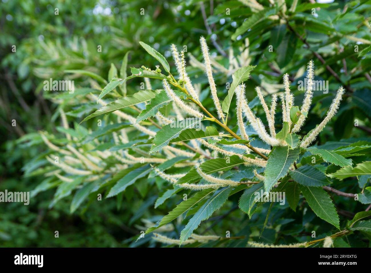 Fiore di castagno dolce (Castanea sativa) in estate, Ungheria Foto Stock