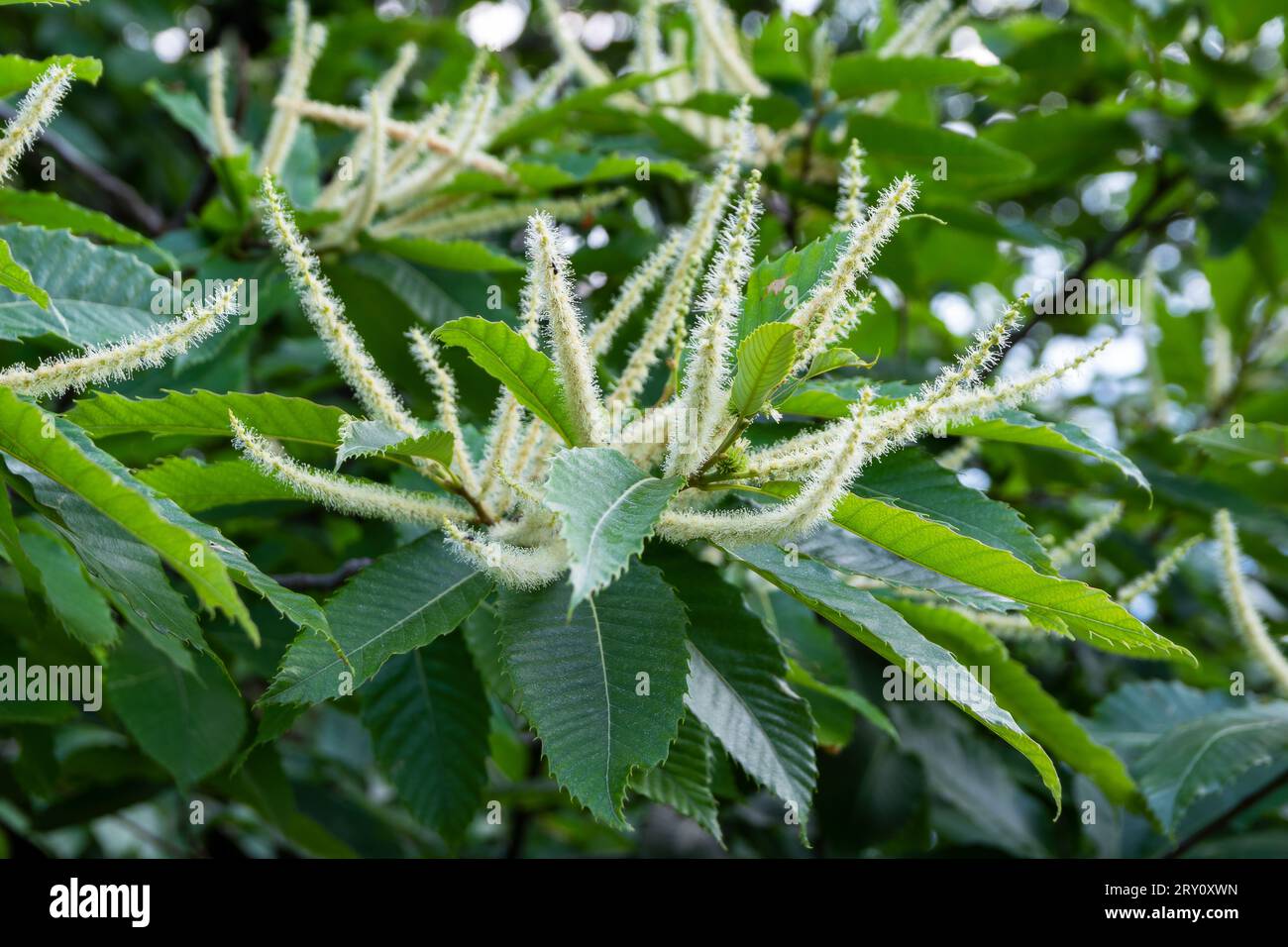Fiore di castagno dolce (Castanea sativa) in estate, Ungheria Foto Stock