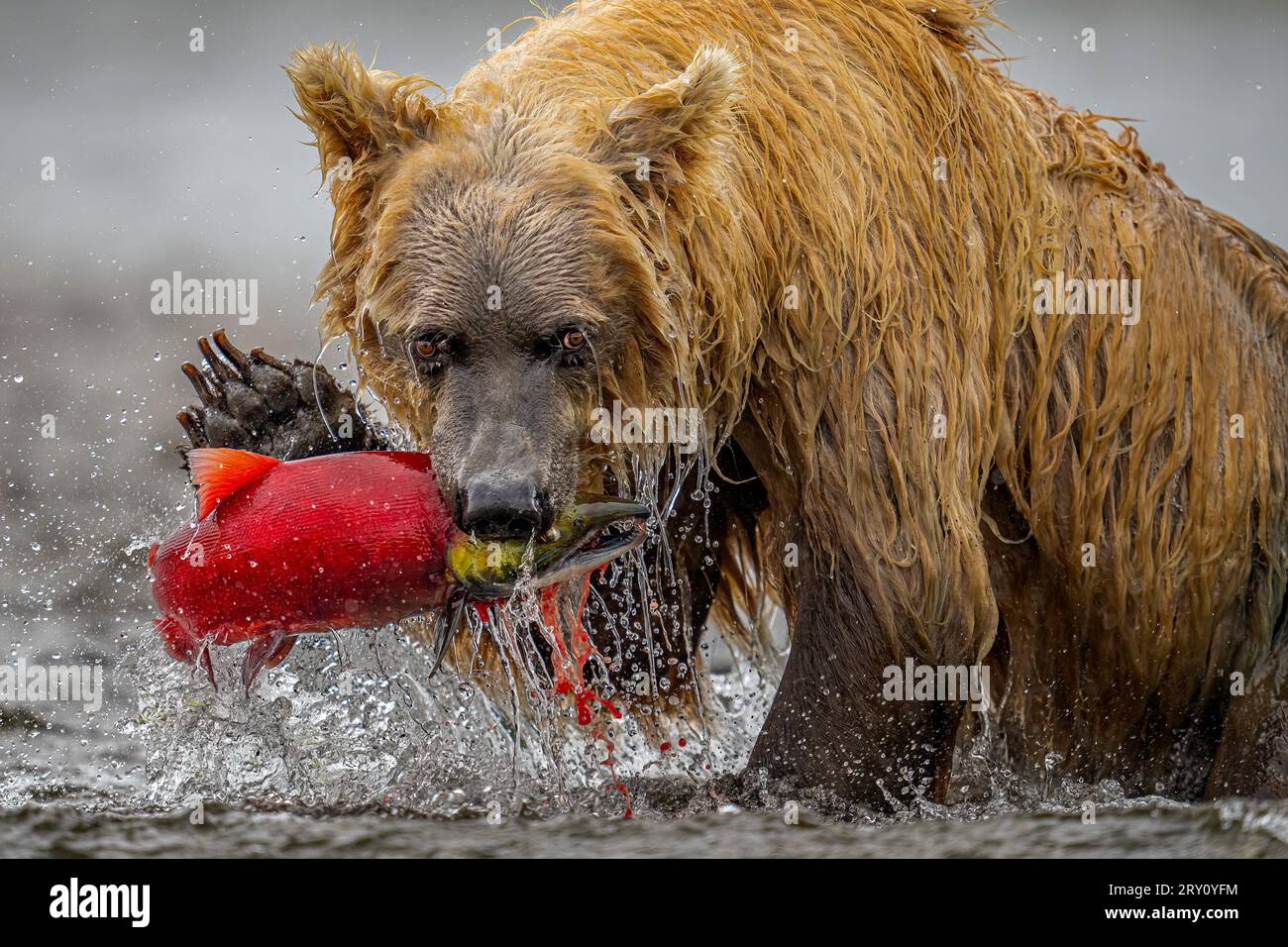 Orso bruno con salmone rosso Foto Stock