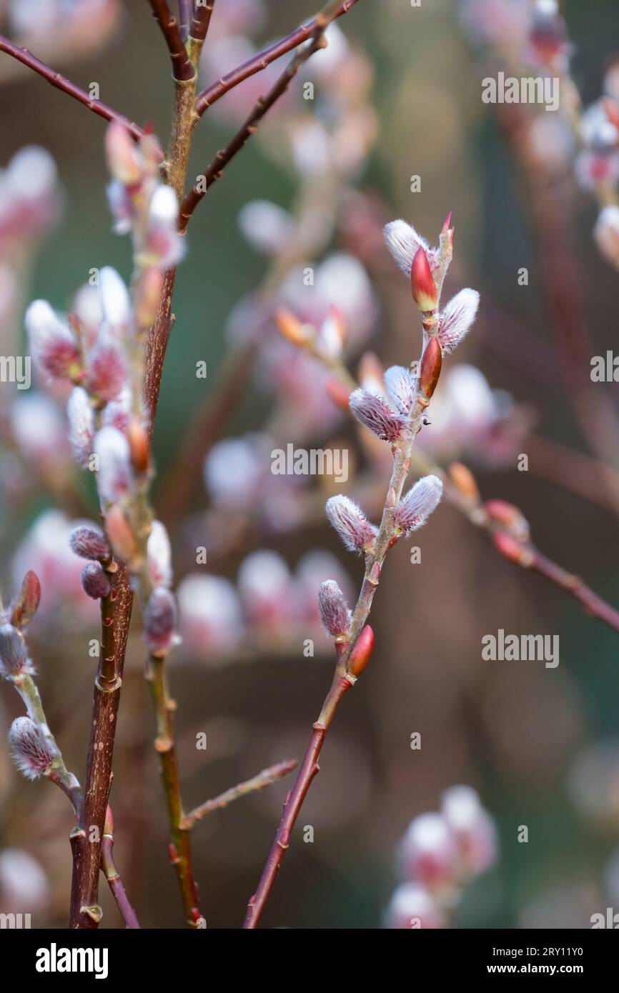 Salix gracilistyla Monte Aso, Monte salice Aso, Salix chaenomeloides Monte Aso, catkins rosa nel tardo inverno Foto Stock