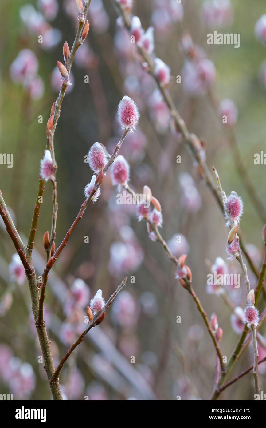 Salix gracilistyla Monte Aso, Monte salice Aso, Salix chaenomeloides Monte Aso, catkins rosa nel tardo inverno Foto Stock