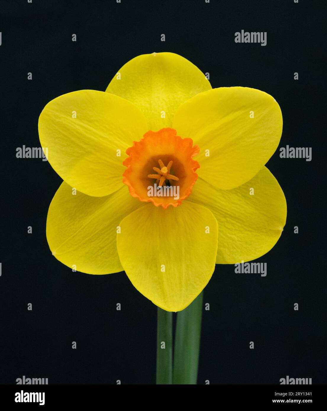 Narcissus Thumbs Up - Divisione 2 Foto Stock