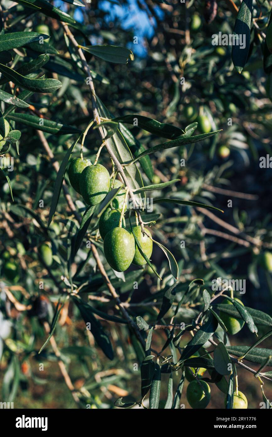 olive verdi sui rami d'oliva Foto Stock