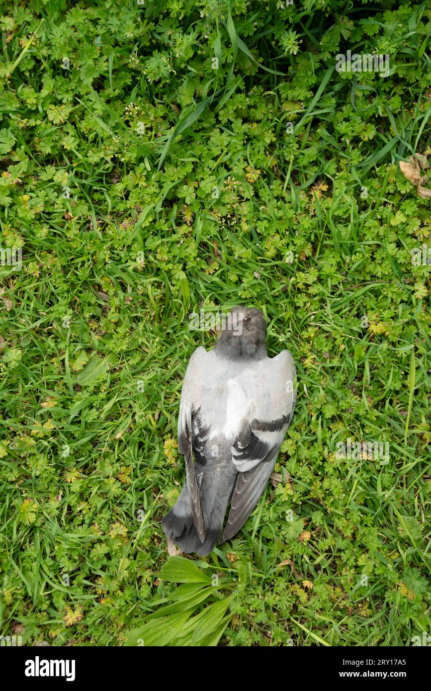 Dead Pigeon che giace su Grass Foto Stock