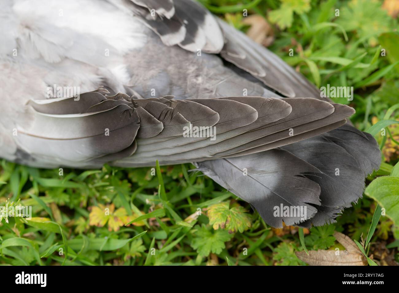 Feather Pigeon sdraiato su Grass Foto Stock