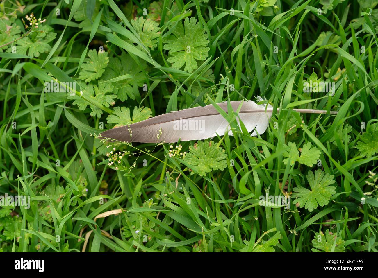 Feather Pigeon sdraiato su Grass Foto Stock