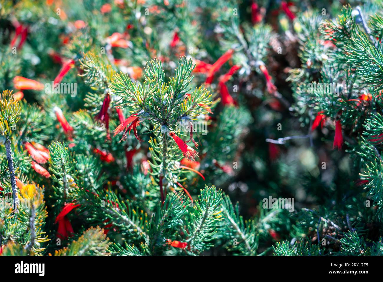 Calothamnus quadrifidus (Common Net Bush) fiore selvatico nativo nel Lesueur National Park, WA, Australia Foto Stock
